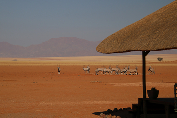 Kwessi Dunes: Gemsböcke