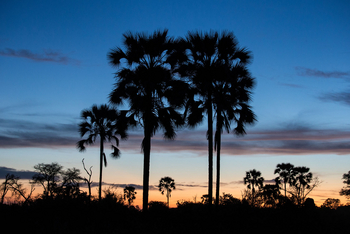 Little Tubu Camp: Palmen vor dem Abendhimmel