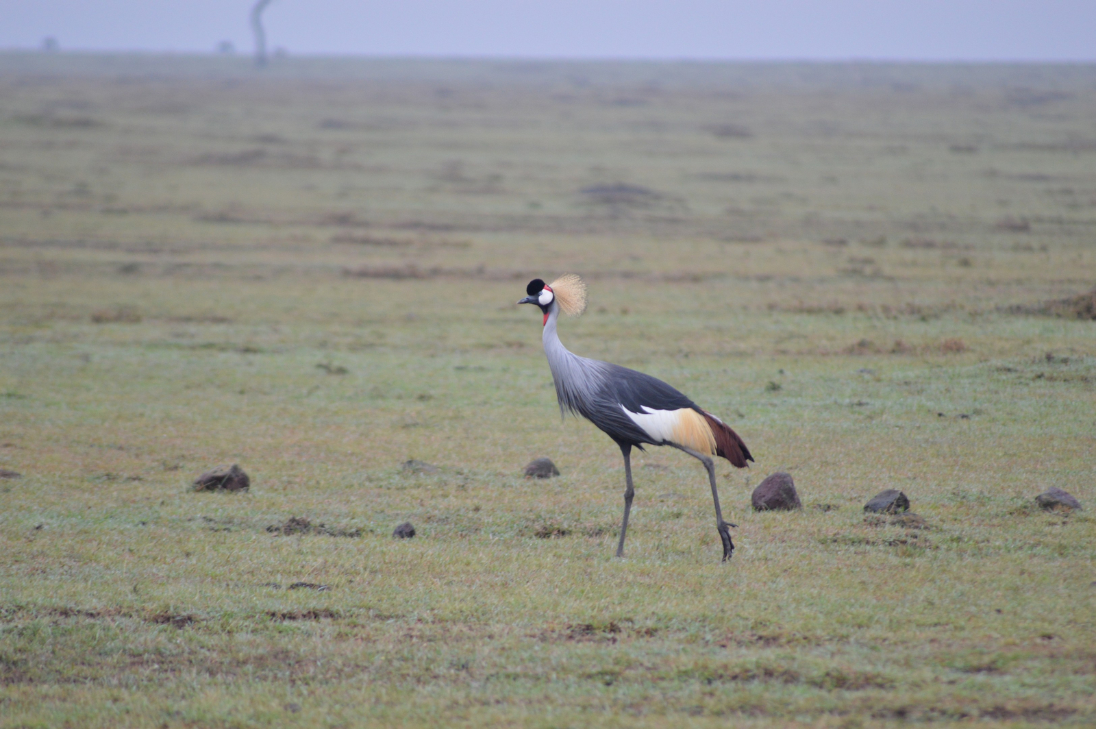 Losokwan Luxury Tented Camp Losokwan Luxury Tented Camp: Kronenkranich seitlich