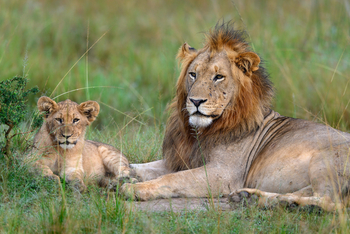 Magashi Camp: Löwenvater mit Jungtier
