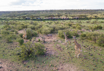 Mara Nyika Camp: Giraffen vor dem Camp