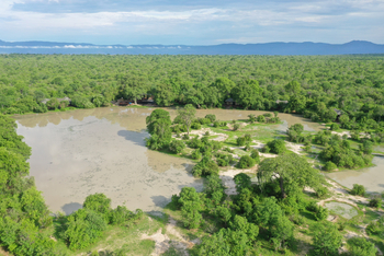 Molori Mashuma: Dichter Busch