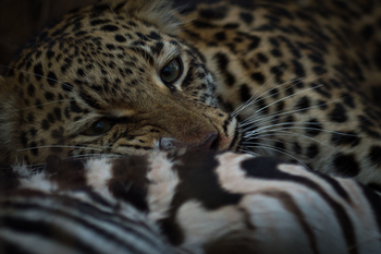 Musekese Camp Musekese Camp: Leopard mit erbeutetem Zebra