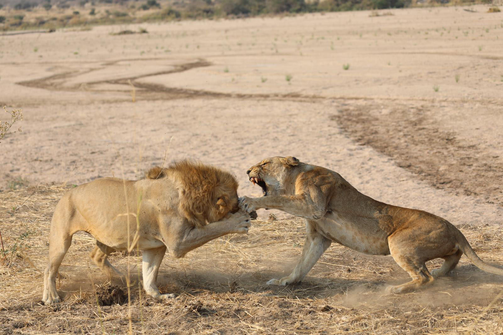 Mwagusi Safari Camp Mwagusi Safari Camp: Löwenkampf
