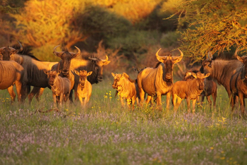 Okonjima Plains Camp: Gnus