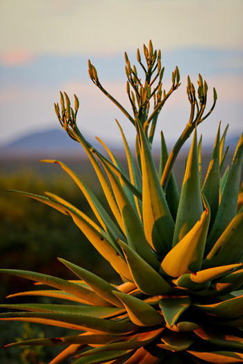 Otjiwa Mountain Lodge: Aloe