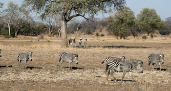 Puku Ridge Camp: Walking Safari