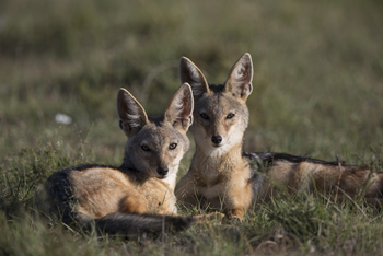 Saruni Eagle View Saruni Eagle View: Schakale