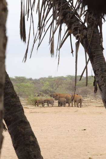 Saruni Rhino Camp: Elefanten mit Jungtieren