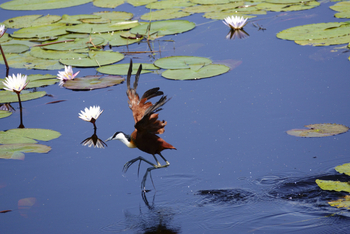 Setari Camp: Blaustirnblatthühnchen