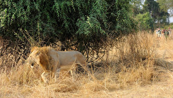 Shenton Safaris: Walking Safari