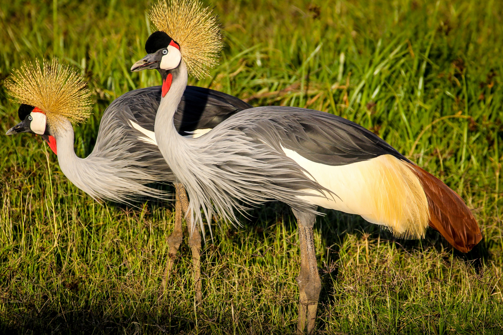 Sirikoi Lodge Sirikoi Lodge: Kronenkraniche