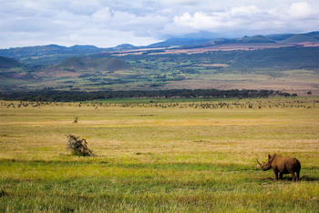 Sirikoi Lodge Sirikoi Lodge: Nashorn im Grasland