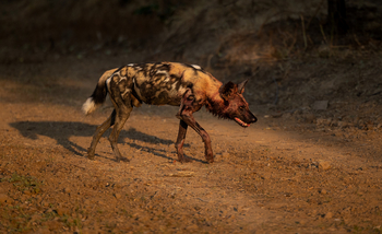 Sungani Lodge: Wildhund