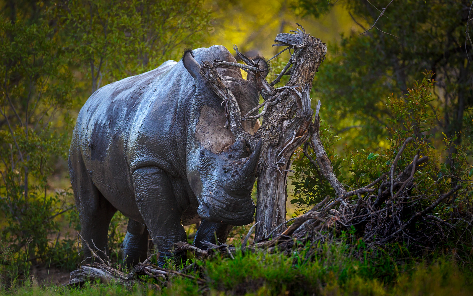 Tanda Tula Safari Camp Tanda Tula Safari Camp: Nasshorn