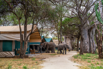 Tarangire Safari Lodge: Elefantenbesuch