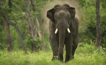 The Bison Resort: Elefantenbulle