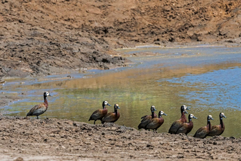 Verney's Camp: White-faced Whistling Ducks