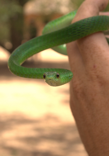 Wasa Lodge: Angolan Green Snake