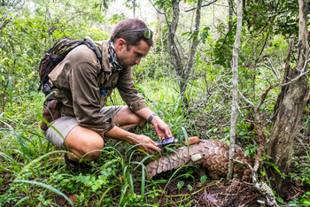 andBeyond Sandibe Okavango Safari Lodge: Pangolin Tracking
