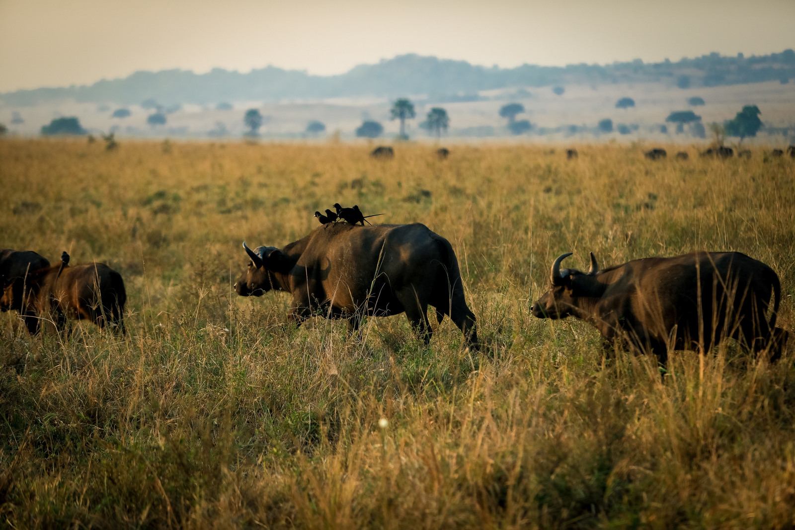 Adere Safari Lodge Adere Safari Lodge: Glanzstare auf Büffel