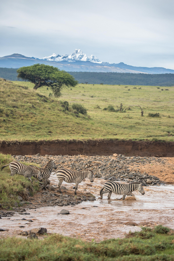 Borana Lodge Borana Lodge: Zebras nahe einer Wasserstelle