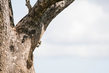 Chilo Ivory Trail Adventure: Versteckter Pavian