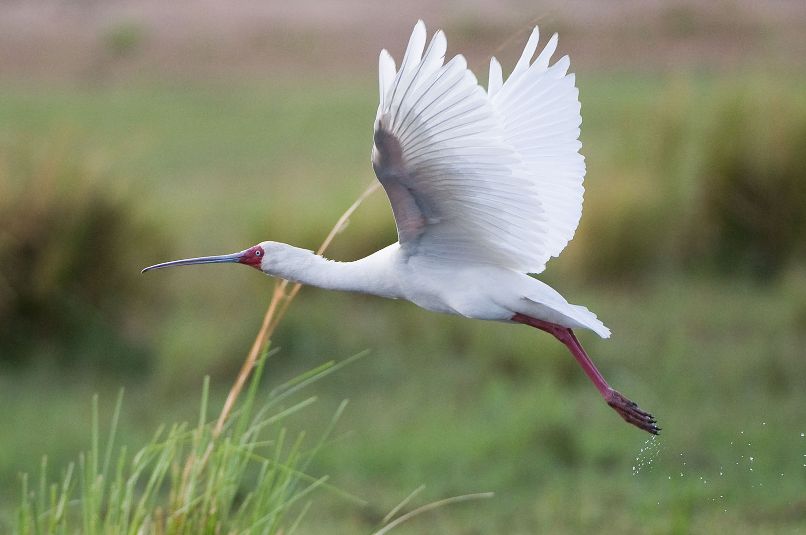 Chongwe River House Chongwe River House