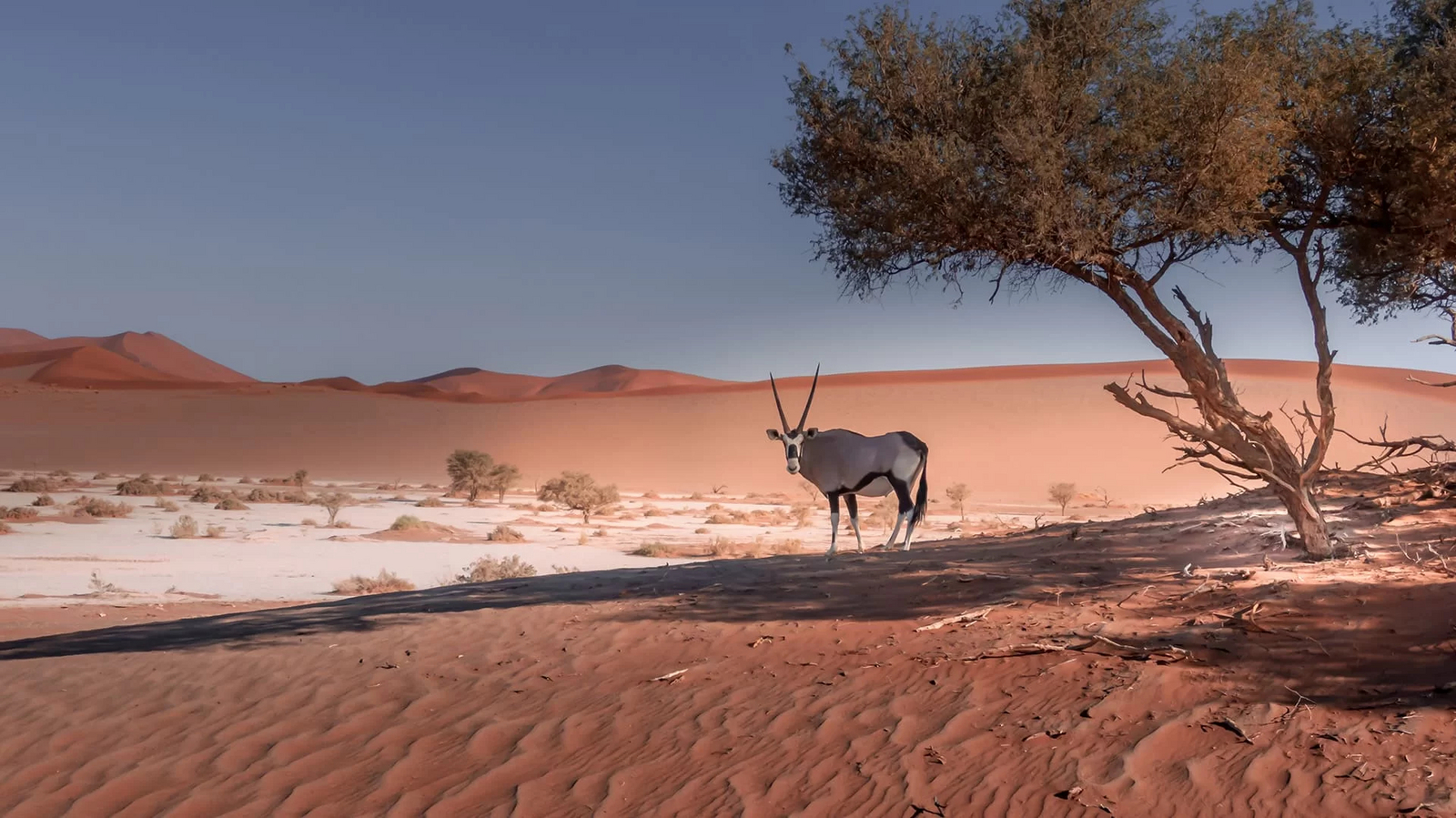 Desert Hills Lodge Desert Hills Lodge: Oryx