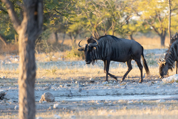 Etosha Oberland Lodge Etosha Oberland Lodge: Gnu