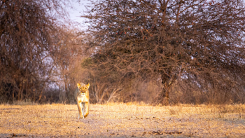 Gham Dhao Lodge Gham Dhao Lodge: Löwin