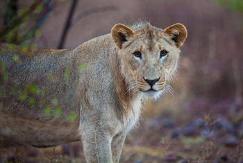 Grootberg Lodge Grootberg Lodge: Löwen