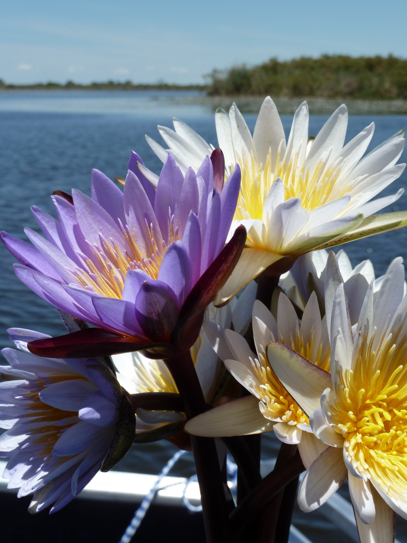 Kala Camp Kala Camp: Seerosen