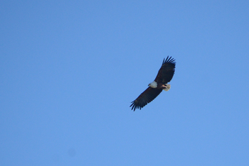 Karangoma Camp: African Fish Eagle