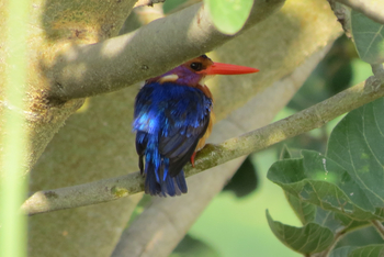 Katara Lodge: Pygmy Kingfisher