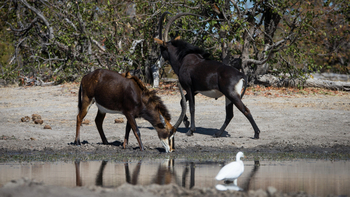 King's Pool Camp King's Pool Camp: Säbelantilopen