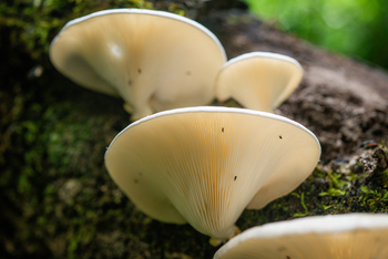 Koroi Forest Camp: Austernseitling