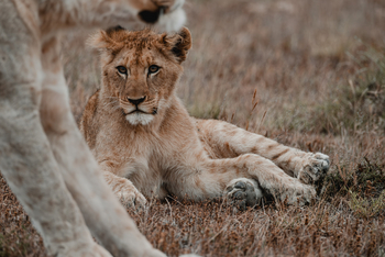 Kwandwe Private Game Reserve: Löwe