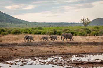 Madikwe Hills Private Game Lodge: Elefantenherde Spaziergang im natürlichen Morgenlicht