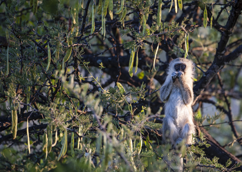 Meno A Kwena Camp Meno A Kwena Camp: Affe