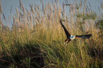 Mogogelo Camp Mogogelo Camp: Fischadler