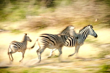 Mogogelo Camp Mogogelo Camp: Zebras