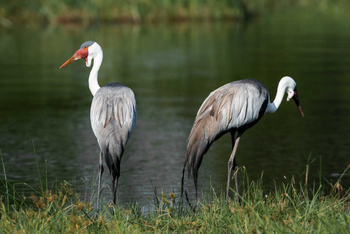 Mogotlho Safari Lodge Mogotlho Safari Lodge: Klunkerkraniche