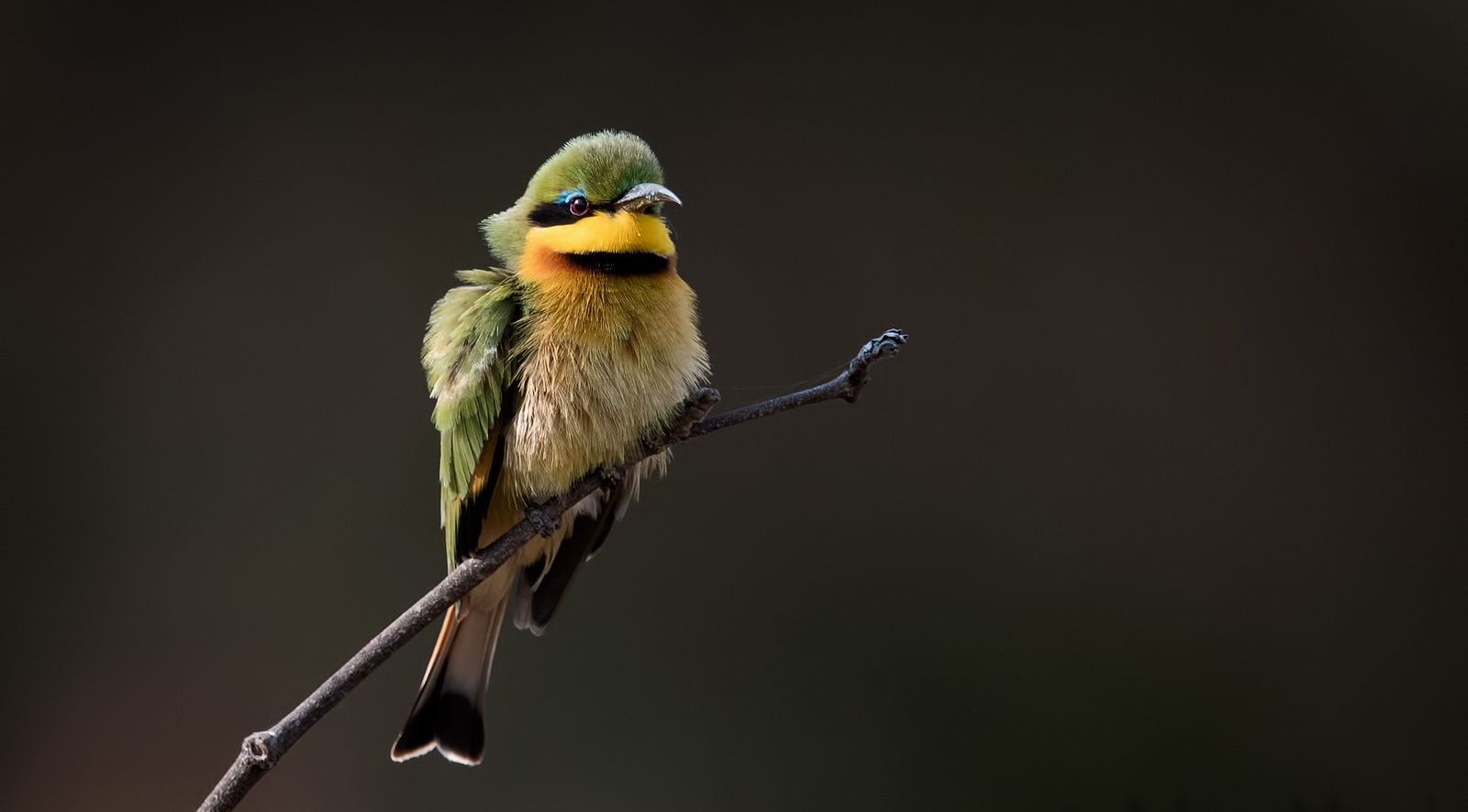 Nanzhila Plains Camp Nanzhila Plains Camp: Little Bee-Eater