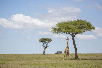 Richard's River Camp: Game Drive