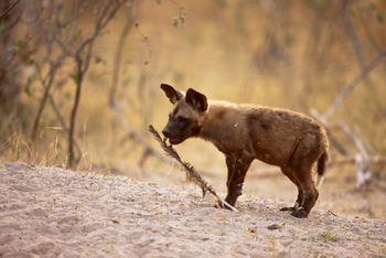 Selinda Explorers Camp Selinda Explorers Camp: Wildhundwelpe