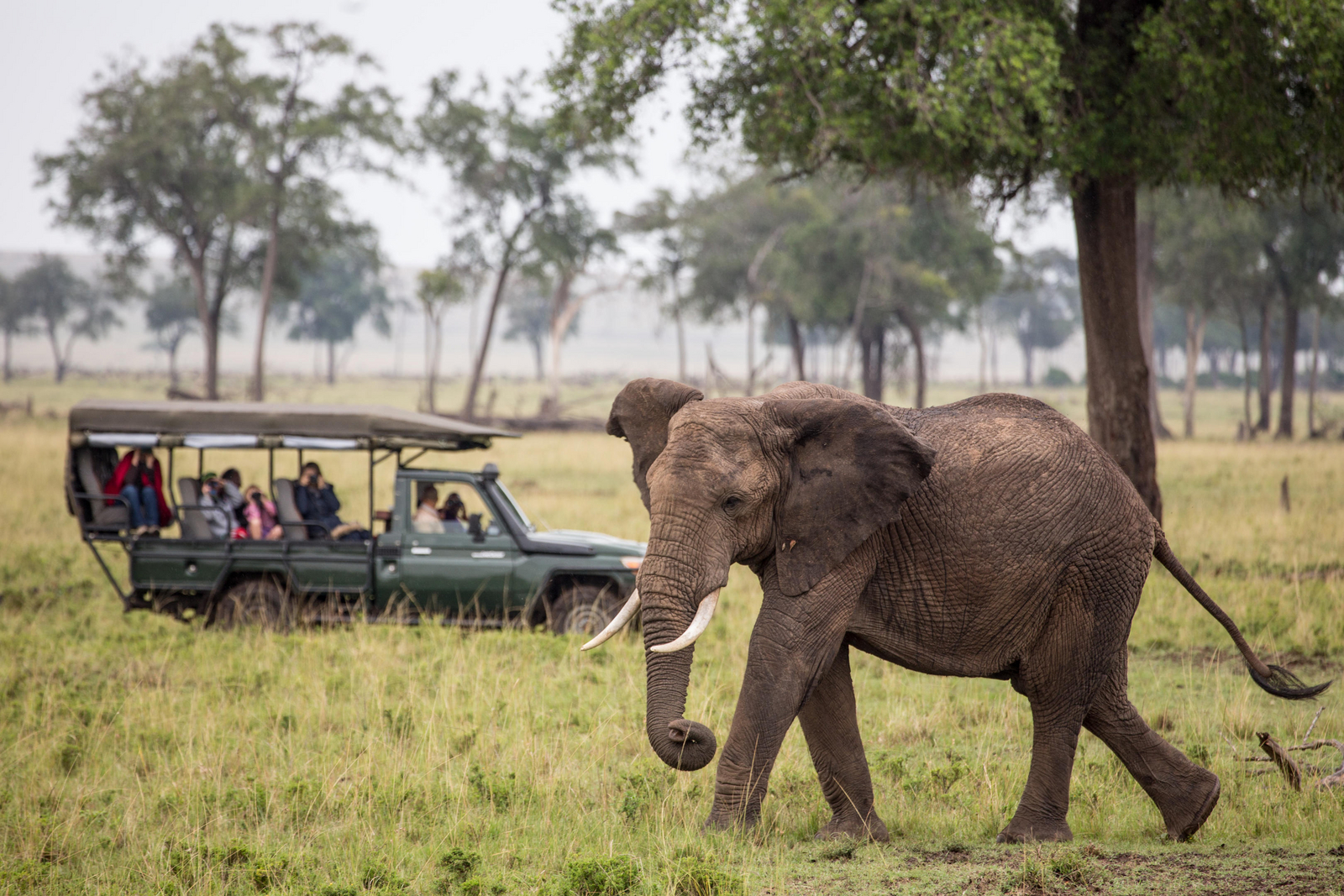 Sentinel Mara Camp Sentinel Mara Camp: Elefant vor Safari Auto