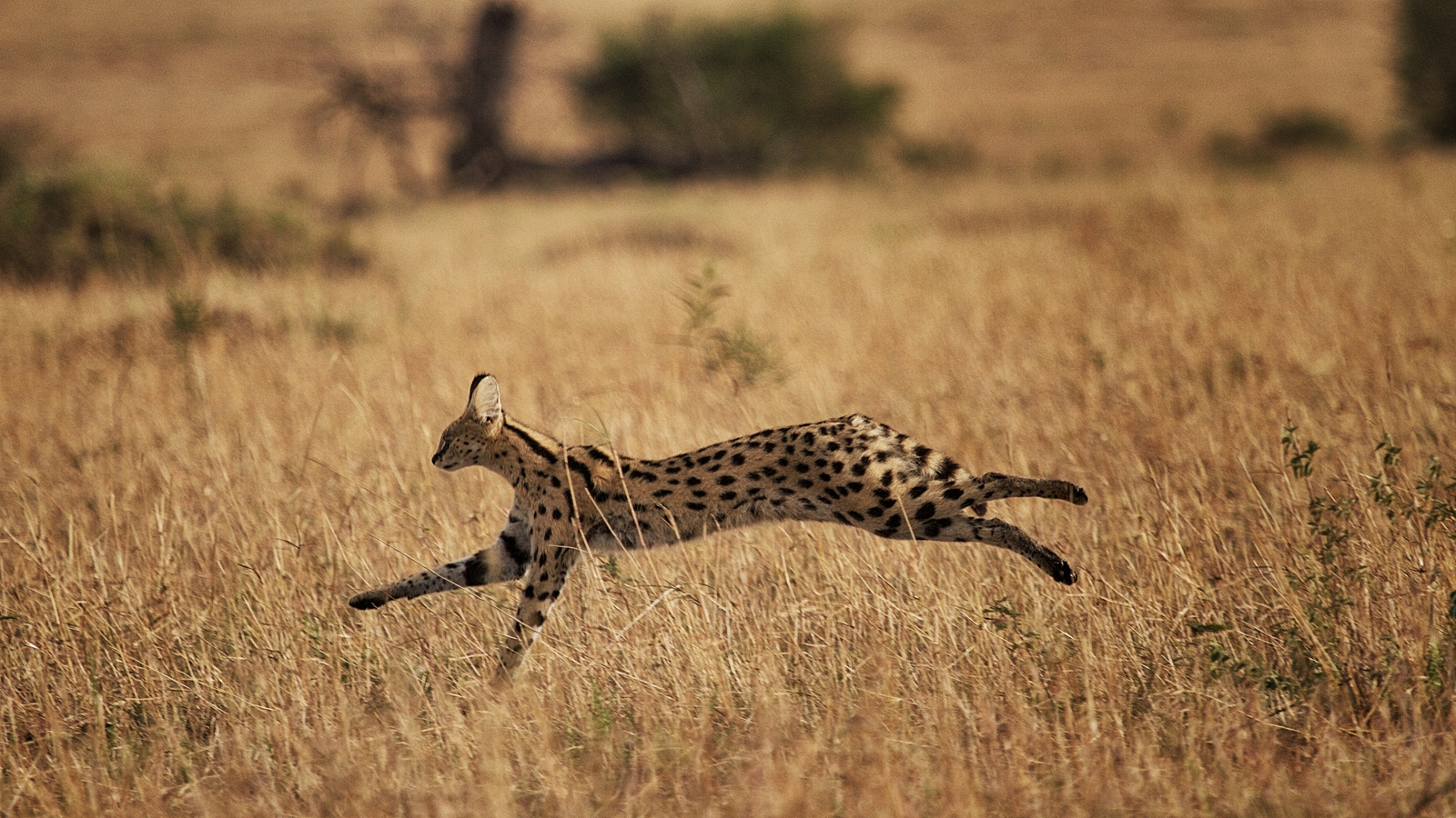 Serian Serengeti Lamai Serian Serengeti Lamai: Serval im Sprung