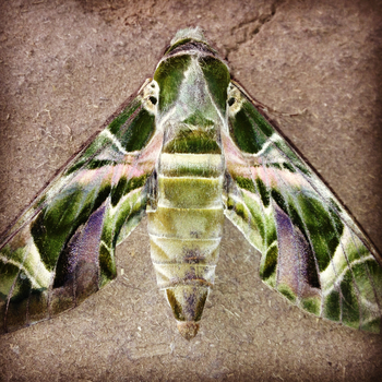 Shergarh Tented Camp: Oleamder Hawk Moth