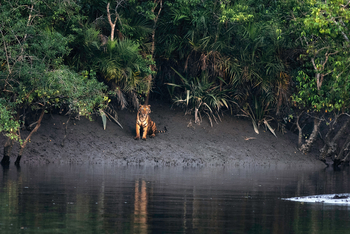 Sunderban Tiger Camp: Tiger am Ufer